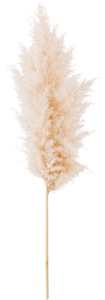 Dried pampas grass design element